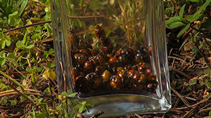 Ladybug