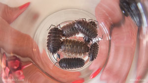 Woodlouse